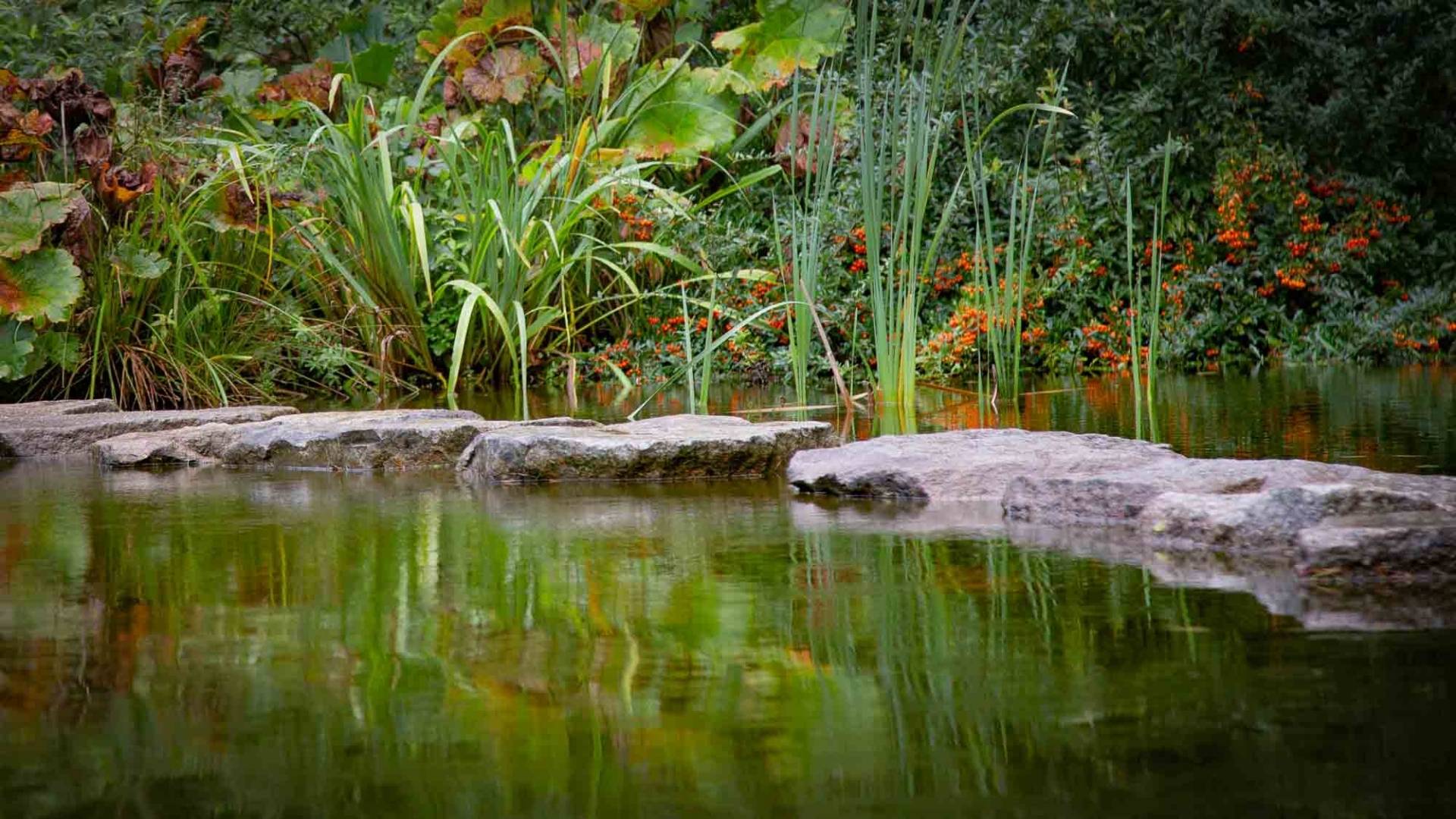 Ruhiger naturnaher Gartenteich mit Steinen und Ufervegetation