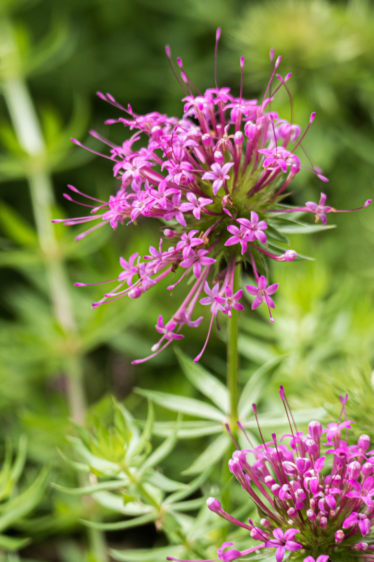 Rosenwaldmeister (Phuopsis stylosa)