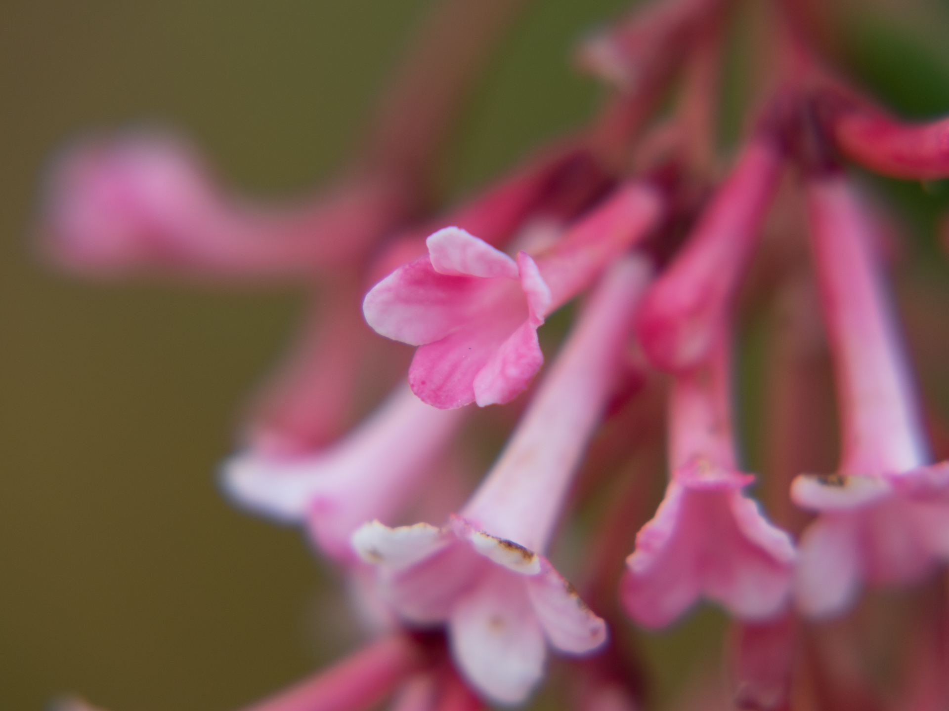 Winterschneeball (Viburnum bodnantense)