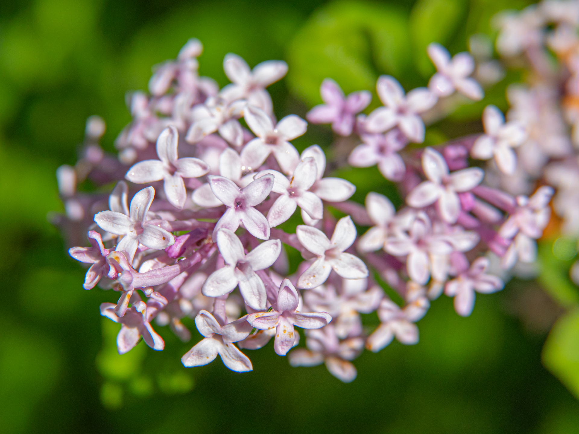Zwerg-Flieder (Syringa meyeri 'Palibin')