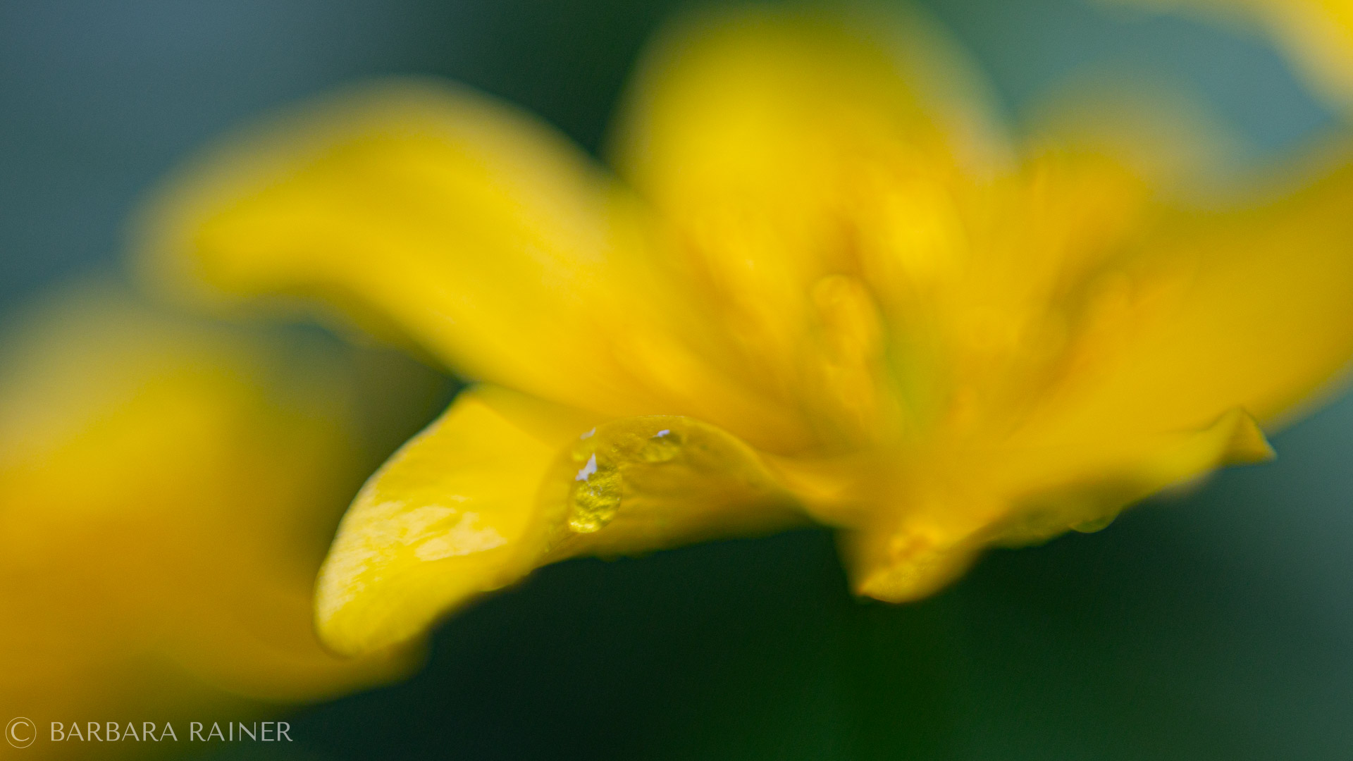 Sumpfdotterblume – leuchtendes Gelb im Frühlingslicht