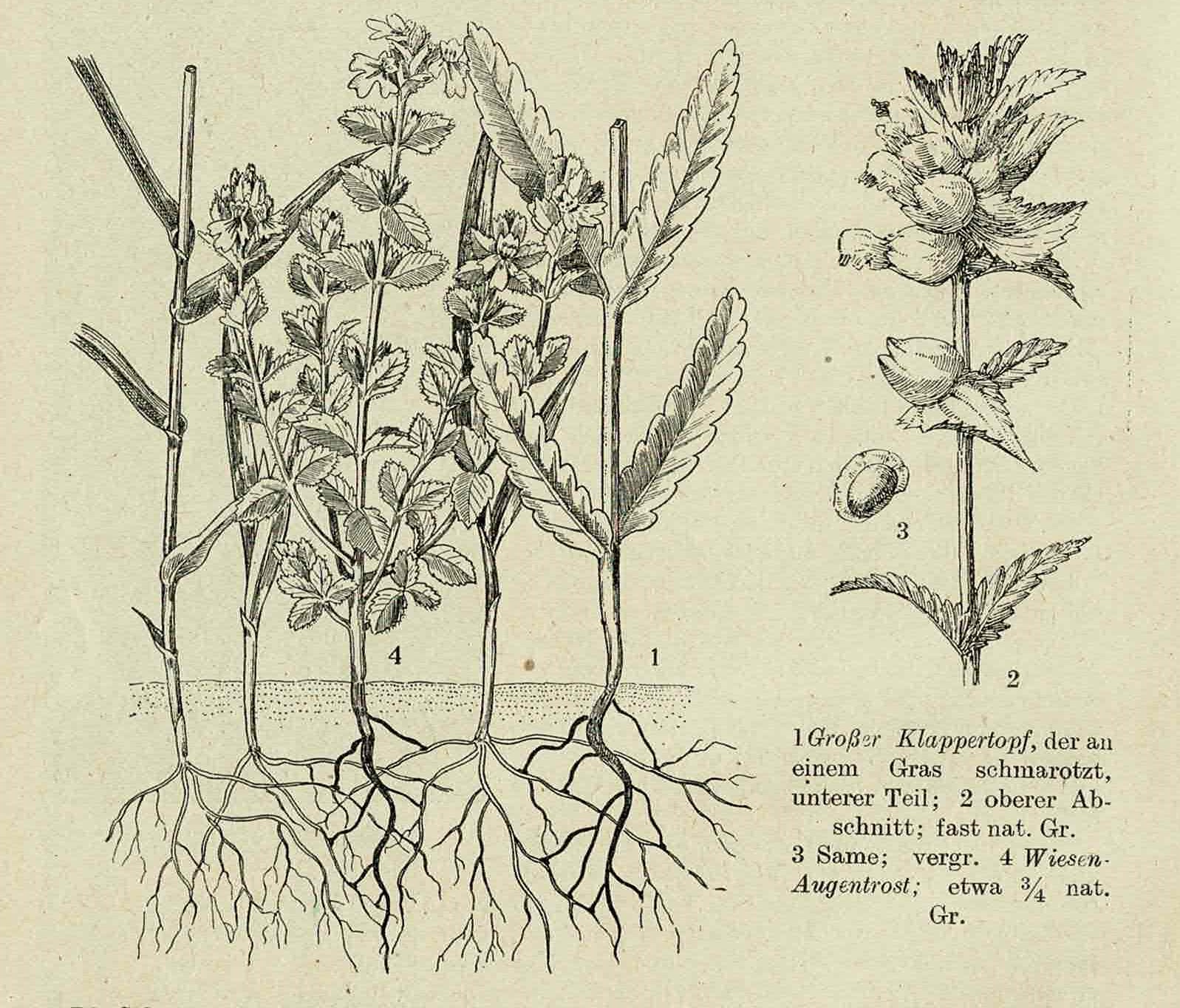 Historische botanische Illustration von Großem Klappertopf und Wiesen-Augentrost mit Wurzelsystem