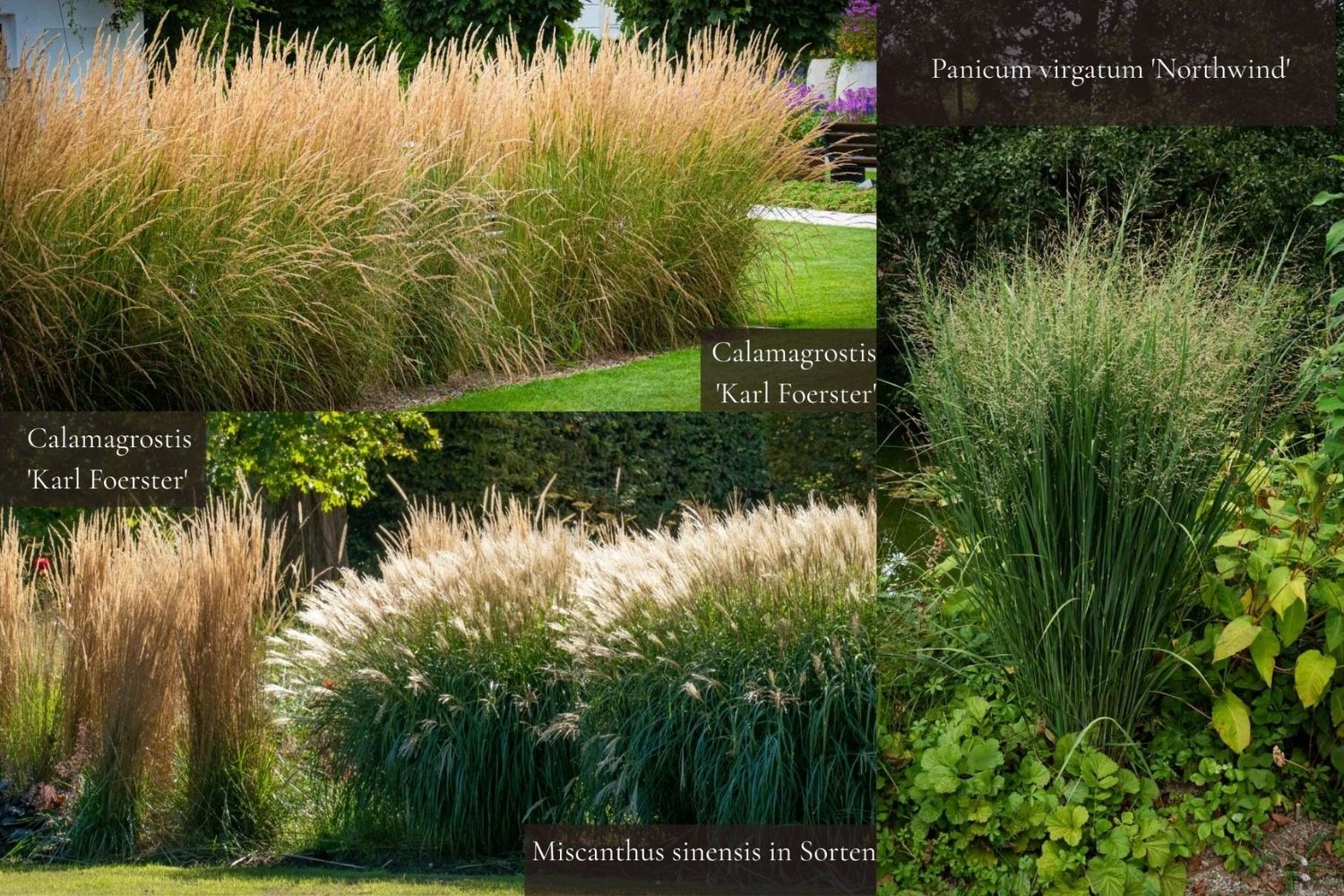 Bildtafel mit Calamagrostis Karl Foerster, Miscanthus sinensis und Panicum virgatum Northwind