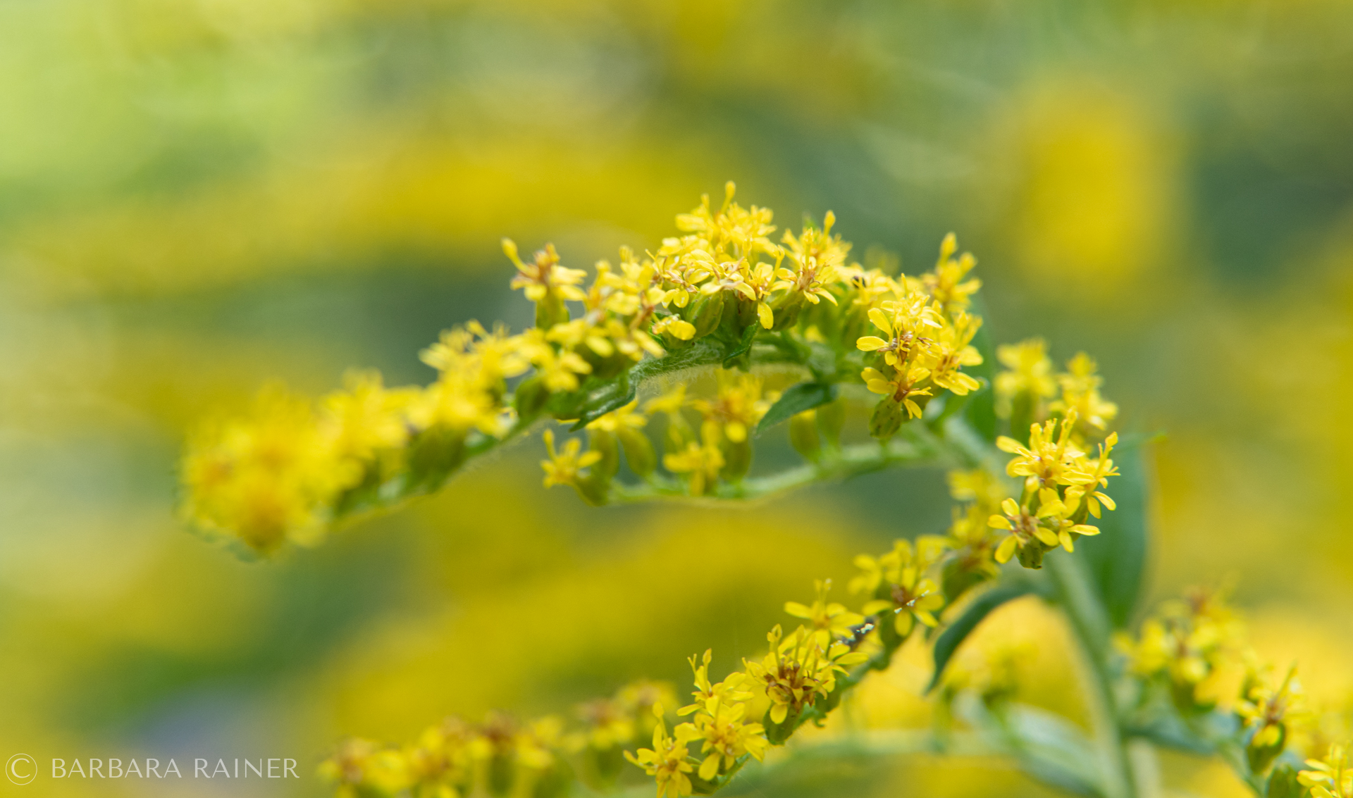 Goldrute in weichem Sommergelb