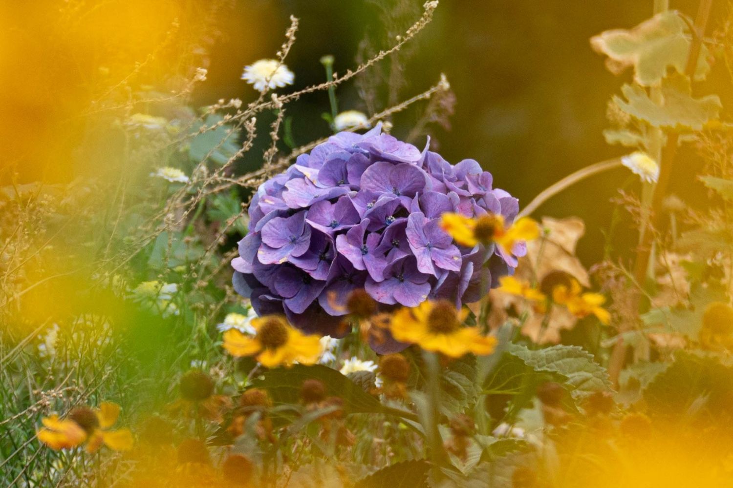 Violette Hortensie zwischen leuchtend gelben Sonnenbraut-Blüten – Kontrast im Staudenbeet