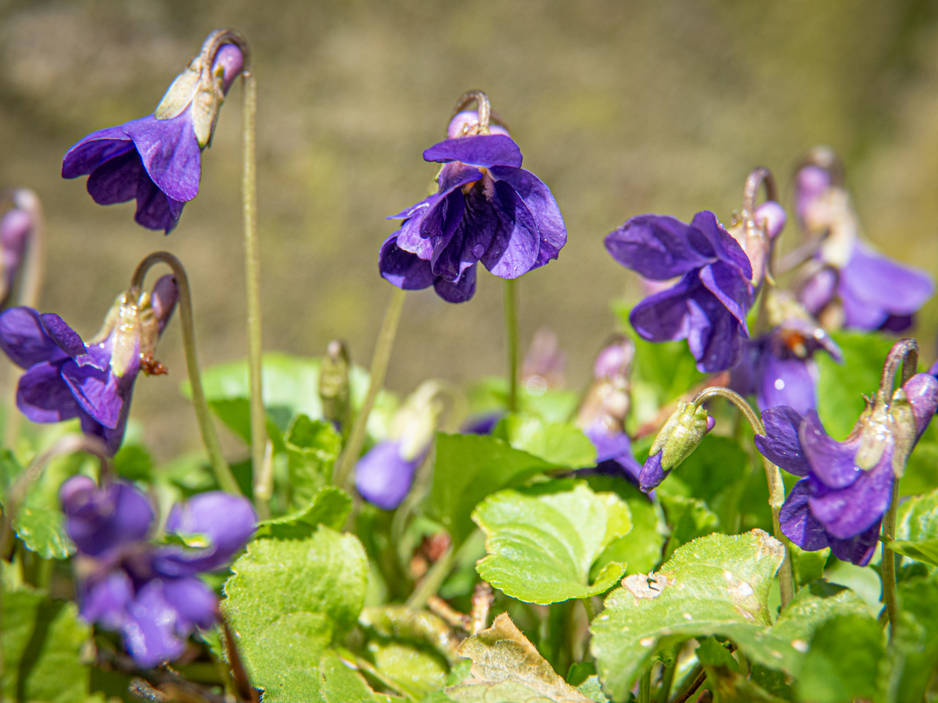 Duftveilchen (Viola odorata)
