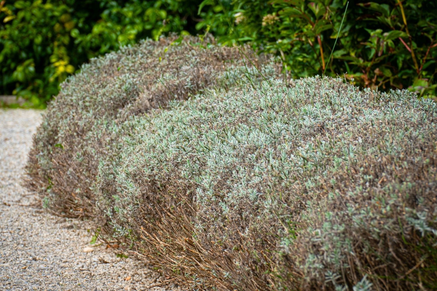 Vergreister Lavendel mit kahler, dürrer Basis und nur noch wenig silbergrünem Laub an der Oberseite