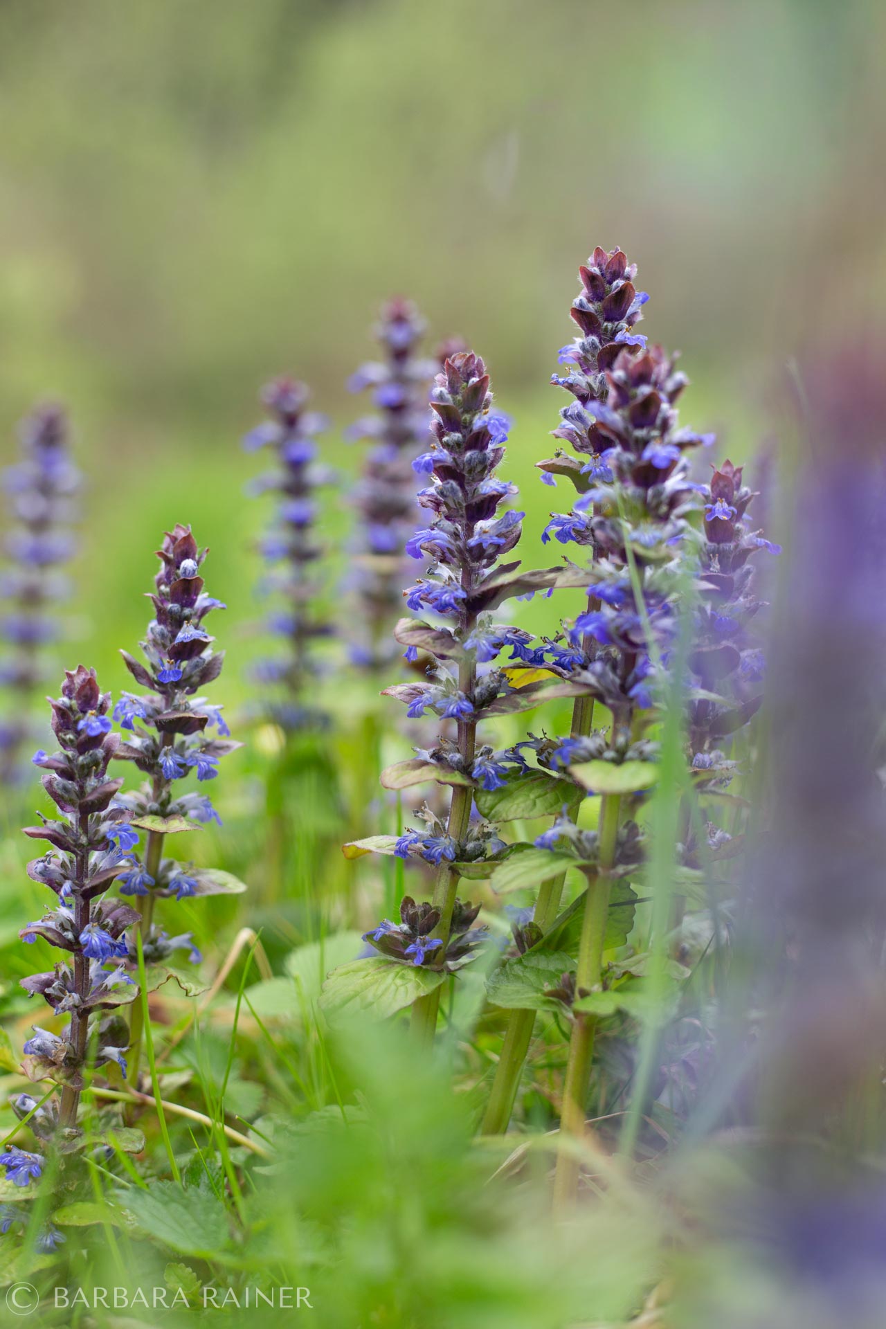Günsel-Bestand mit blauen Blütenkerzen in der Frühlingswiese