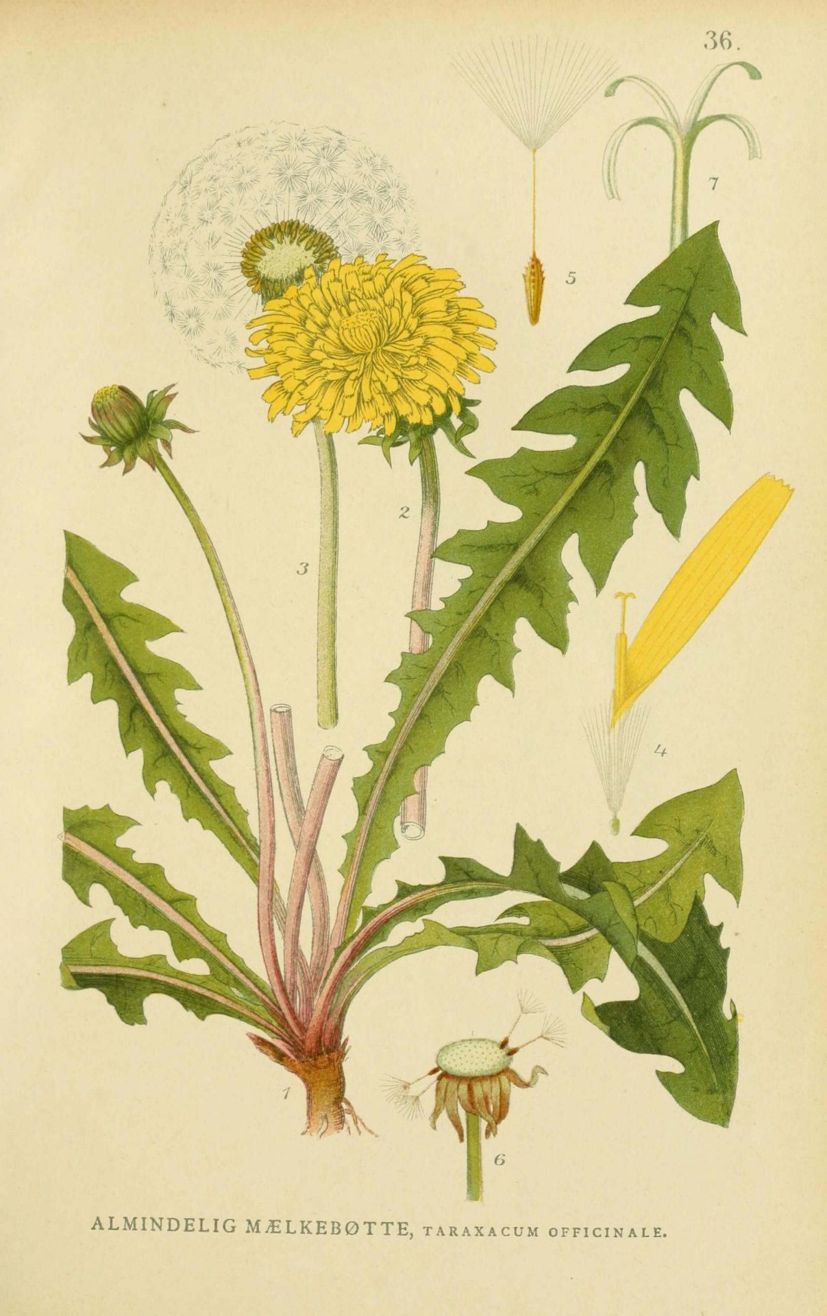 Botanische Illustration Löwenzahn (Taraxacum officinale)