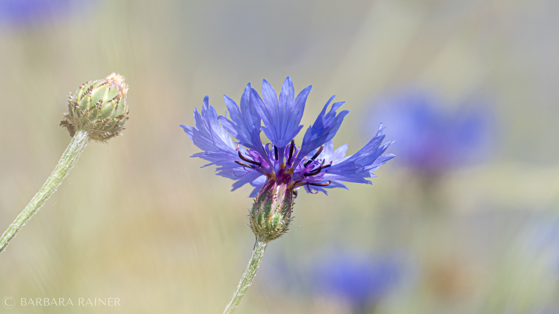 Kornblume als feines Porträt vor schimmerndem Hintergrund