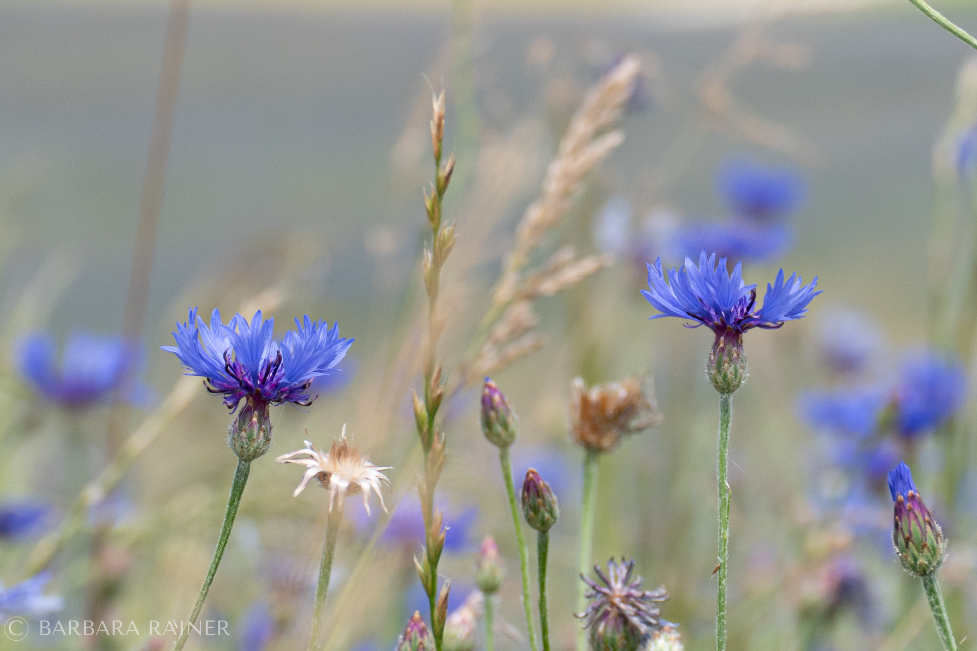 Zwei Kornblumen zwischen Gräsern und Samenständen