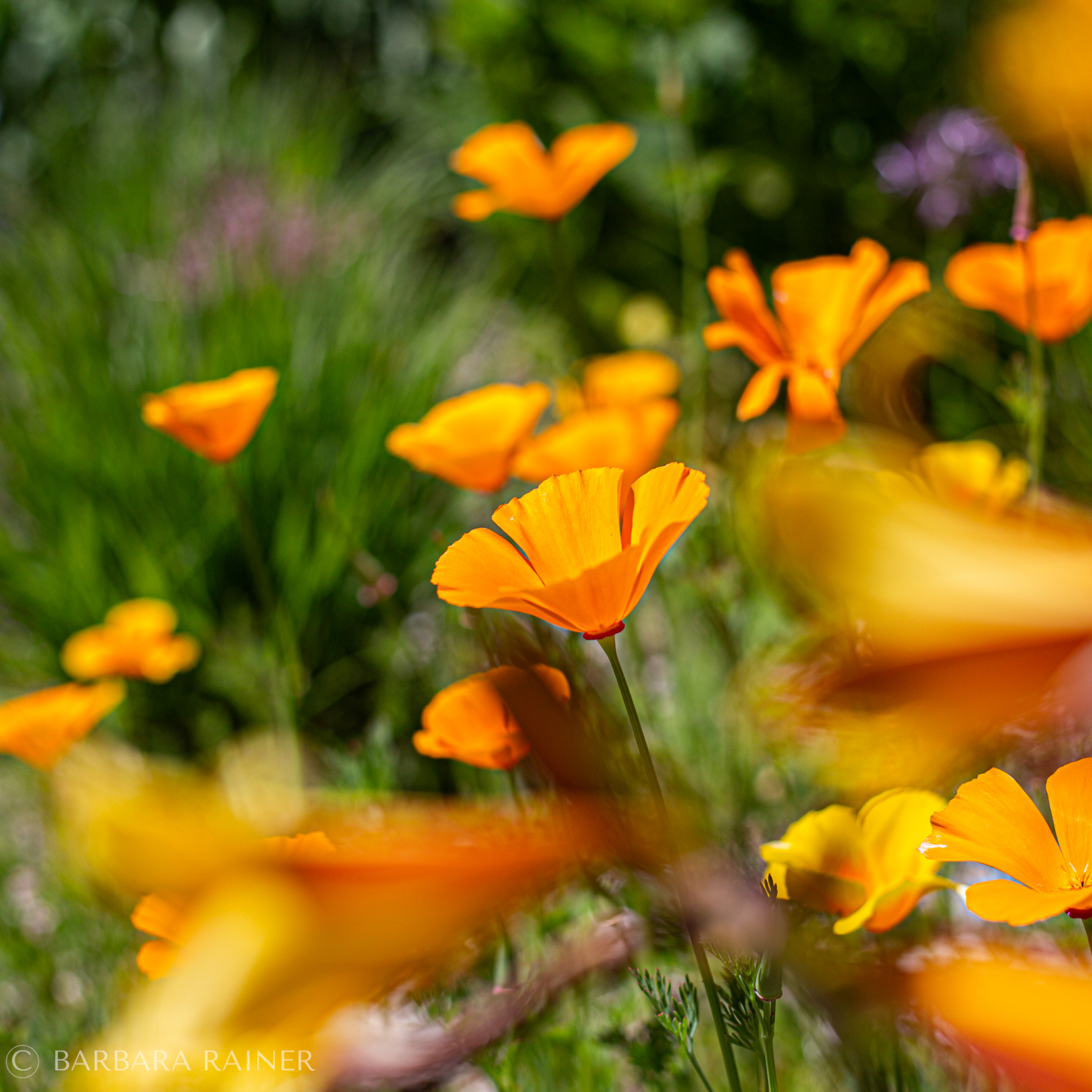 Leuchtender Goldmohn zwischen sonnigen Orangetönen