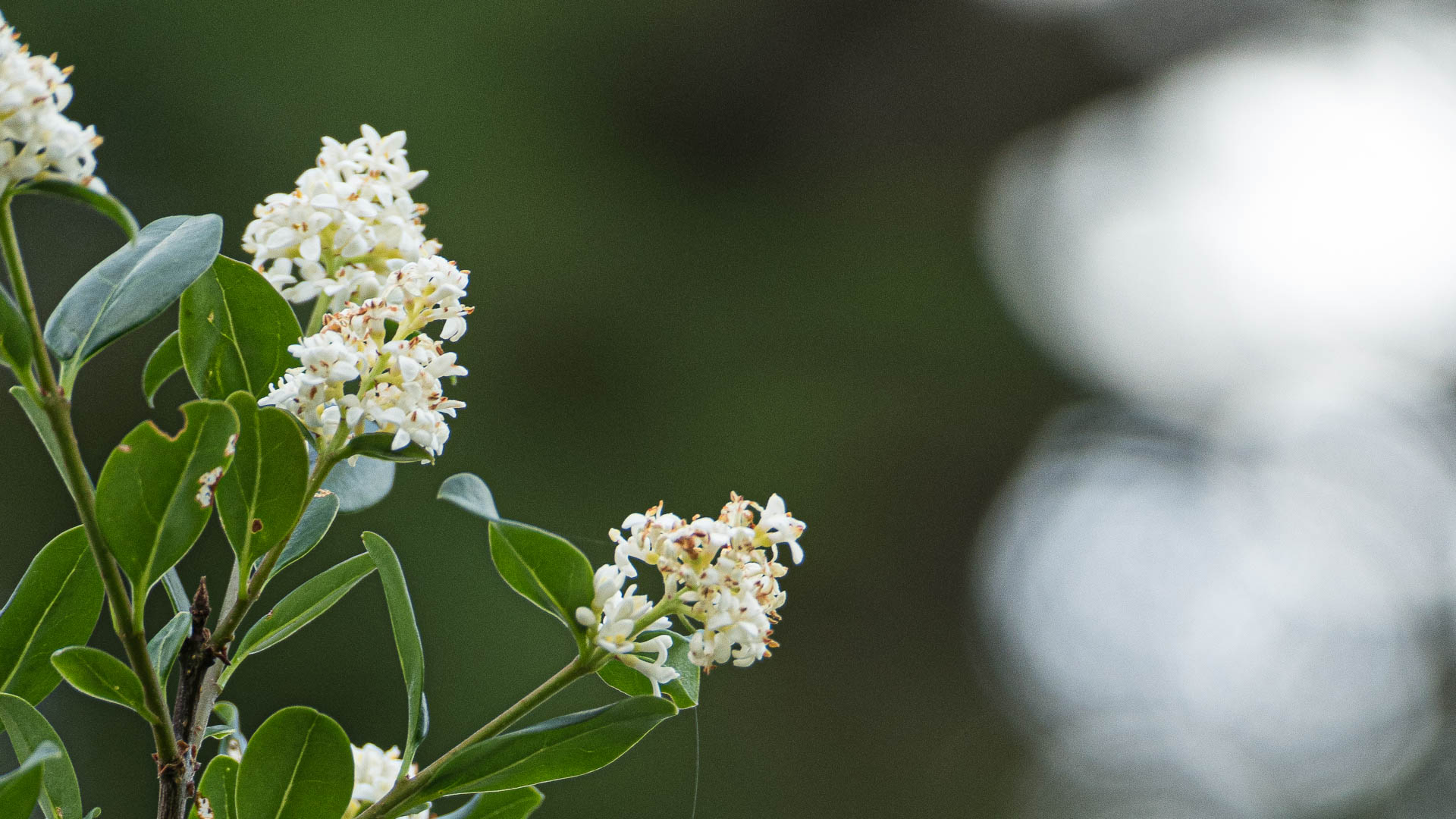 Gemeiner Liguster (Ligustrum vulgare)