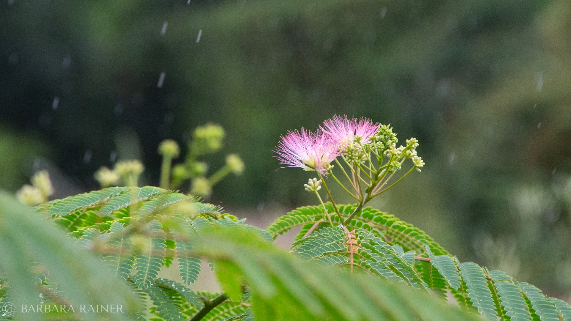 Rosa Blüte des Seidenbaums im leichten Sommerregen