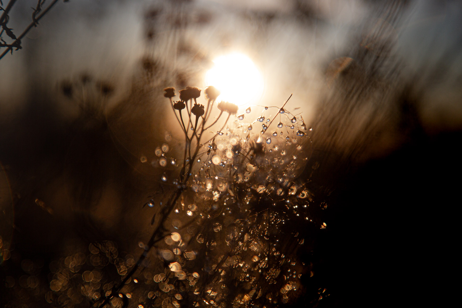 Manchmal genügt ein einzelner Tropfen Licht, um wieder wahrzunehmen, was in uns lebt. Fotografie: Barbara Rainer.