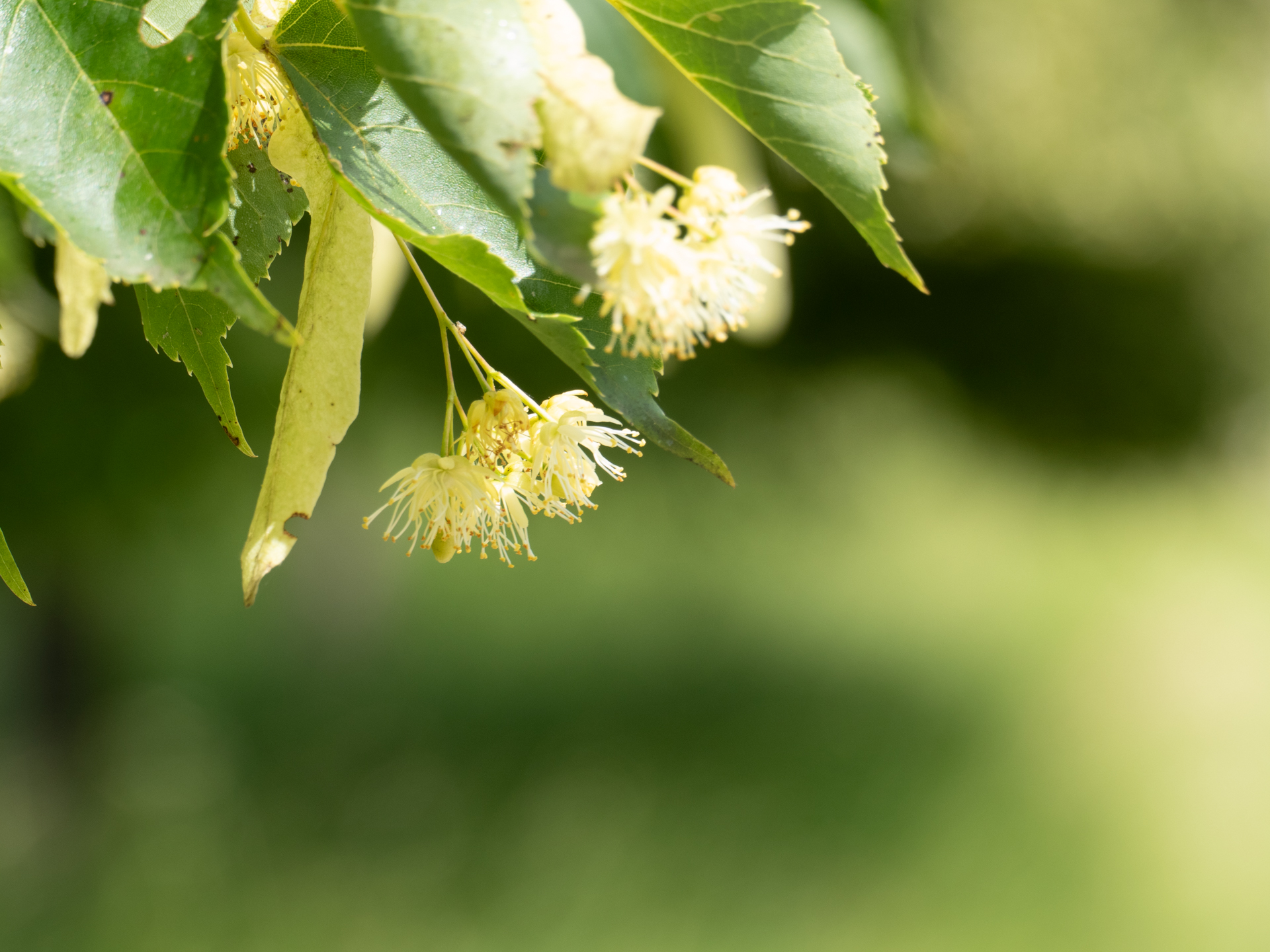 Sommer- und Winterlinde (Tilia platyphyllos & Tilia cordata)