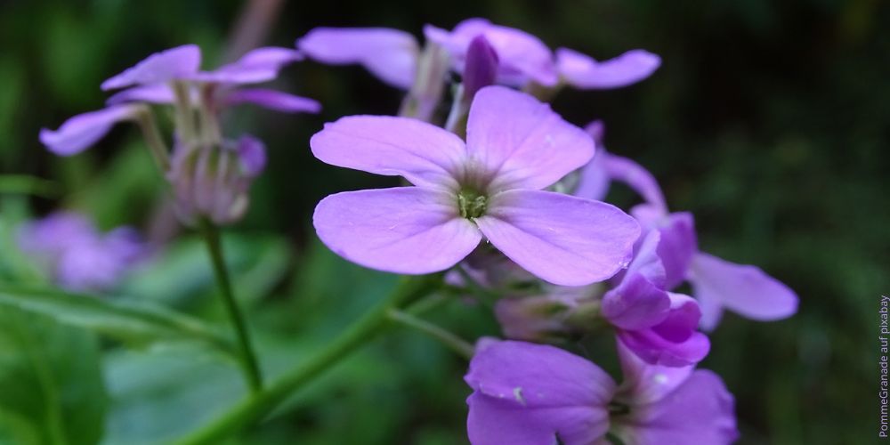 Nachtviole (Hesperis matronalis)