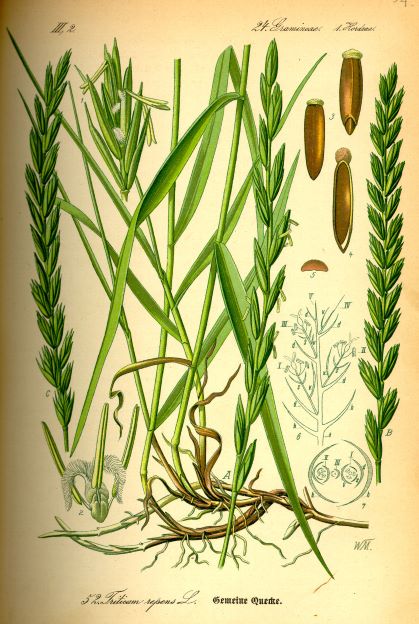 Botanische Illustration Quecke (Elymus repens)