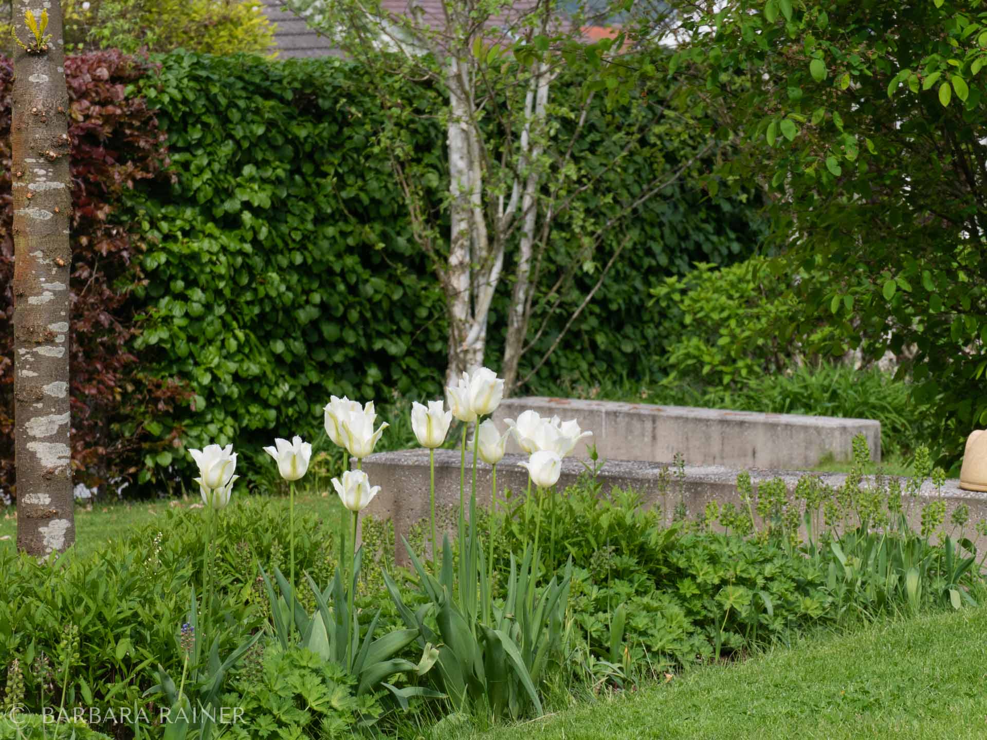 Weiße Tulpen vor Steinbank im Frühlingsgarten