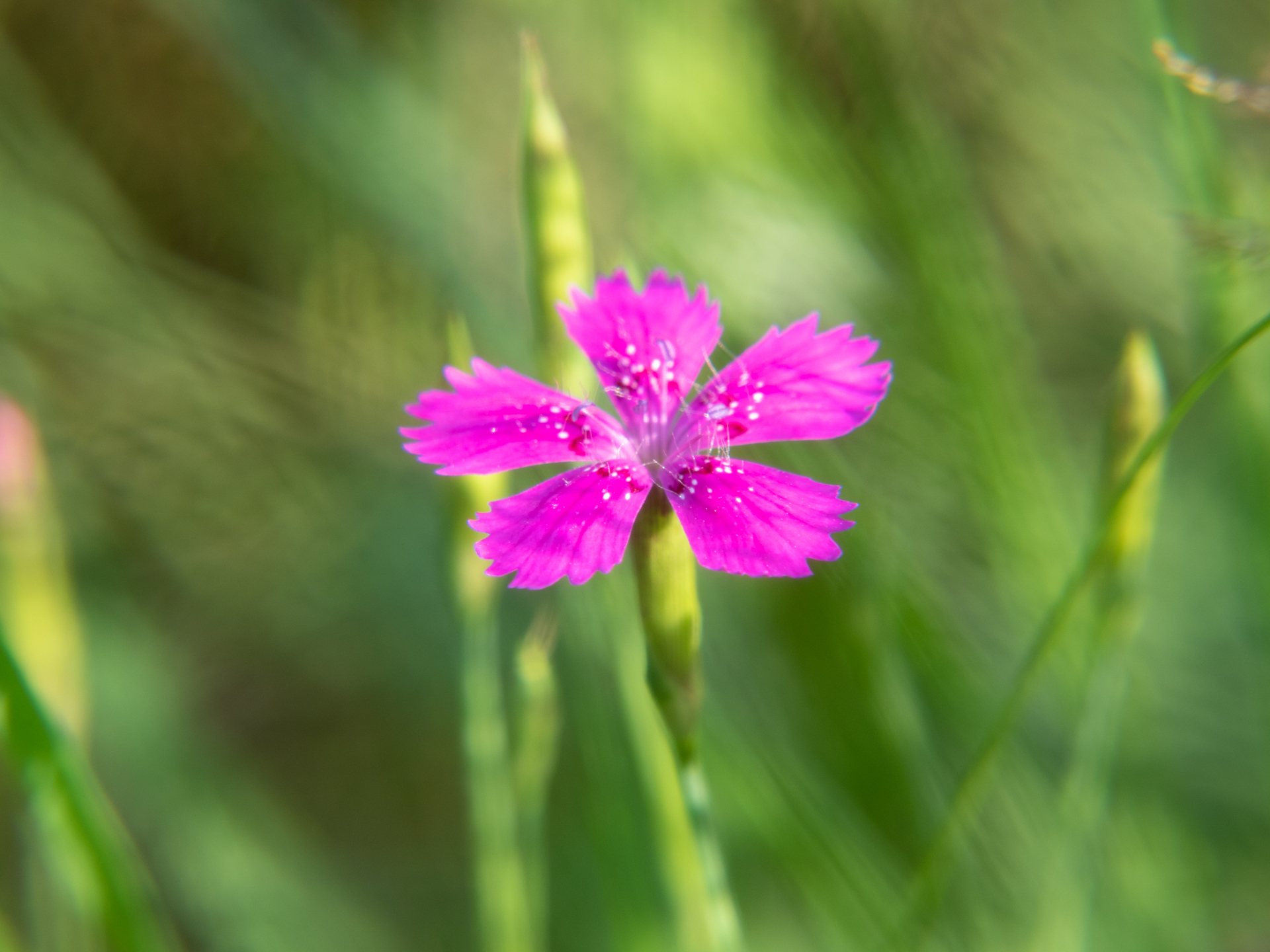 Pinkfarbene Kartäusernelke (Dianthus carthusianorum) im Gras