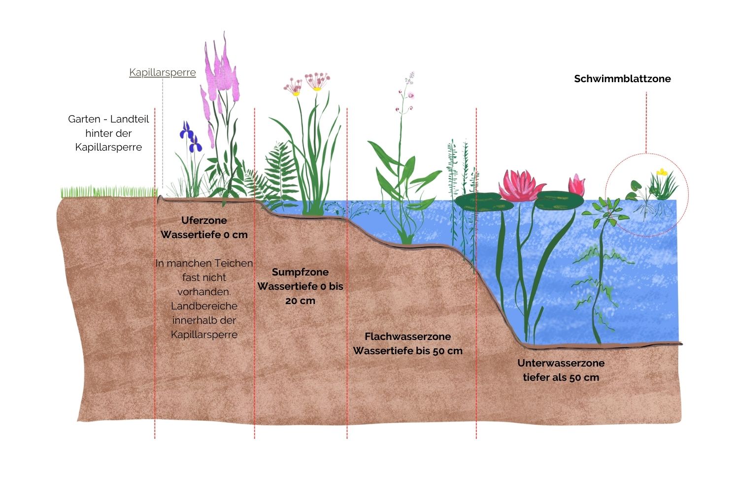 Illustration der fünf Teichzonen: Uferzone, Sumpfzone, Flachwasser, Unterwasser, Schwimmblattzone