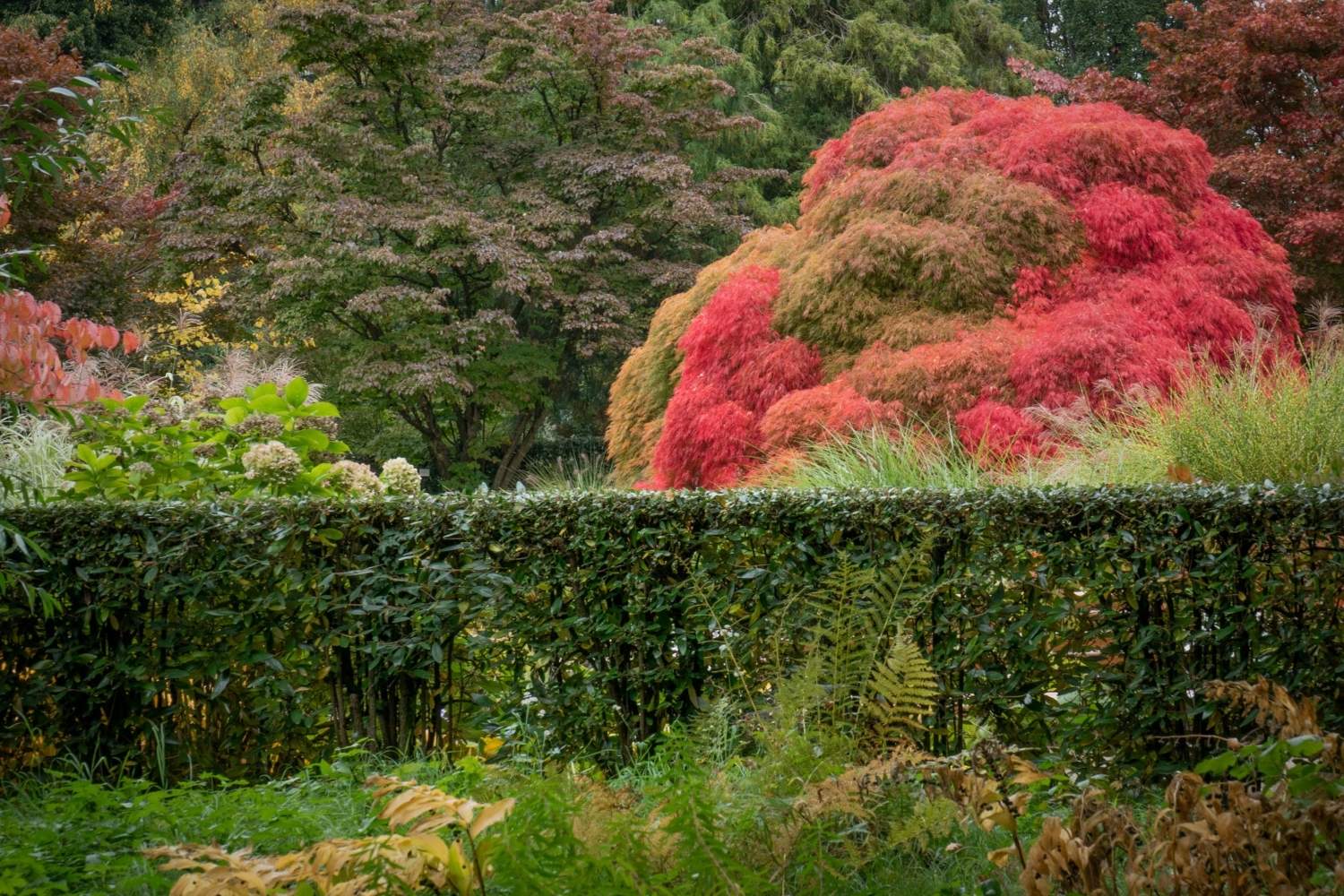 Herbstfärbung mit rotem Fächerahorn hinter geschnittener Hecke – Komposition aus Farbe, Form und Rhythmus