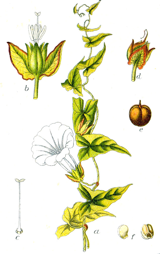 Zaunwinde (Calystegia sepium)