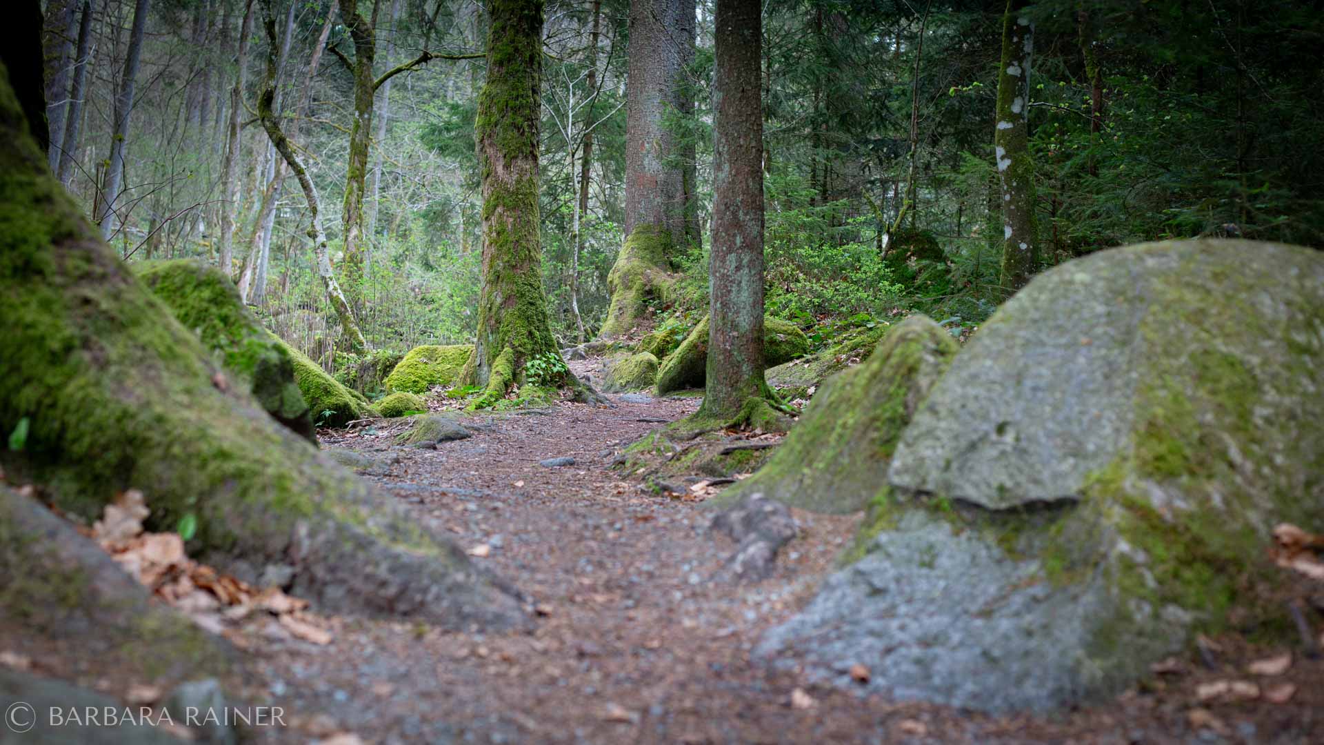 Moosbewachsene Steine säumen einen stillen Waldweg