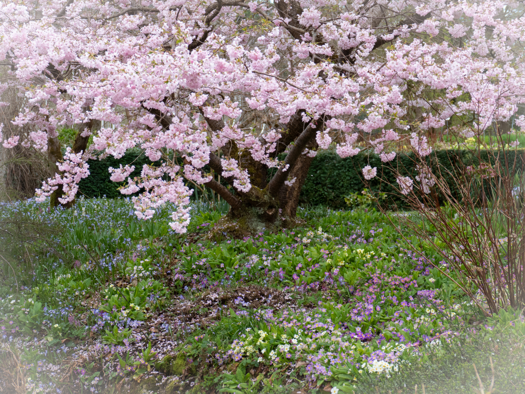 Schattenspendender alter Apfelbaum in einem naturnahen Garten, darunter eine Blumenwiese mit Wildstauden, Steinmauer im Hintergrund