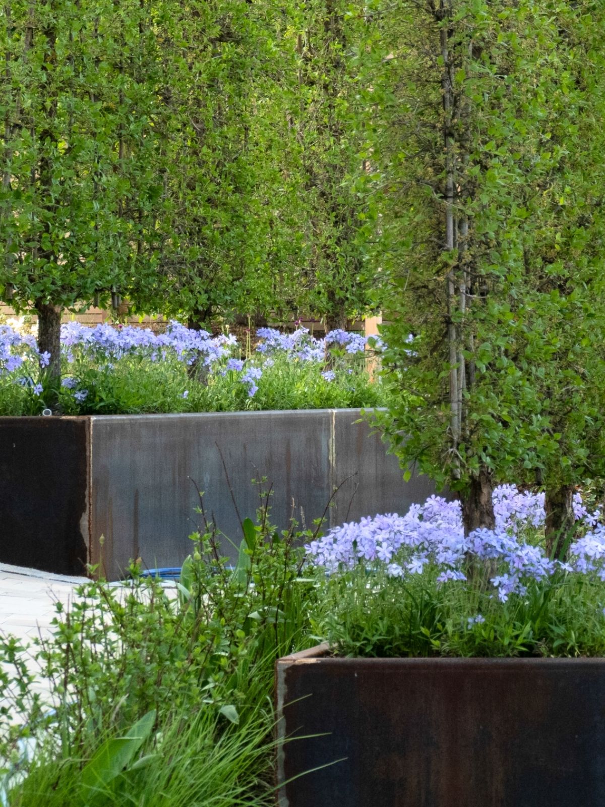 Cortenstahl-Hochbeete mit Phlox und Spalierbäumen im Hotelgarten.