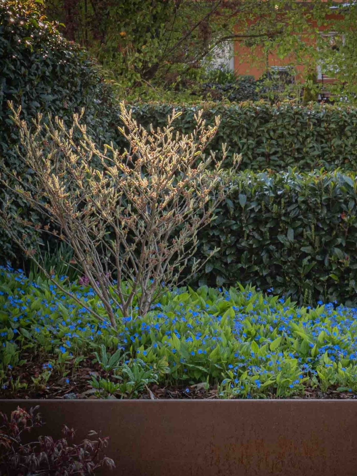 Frühlingsbeet mit blauem Gedenkemein und blühendem Gehölz im weichen Abendlicht.