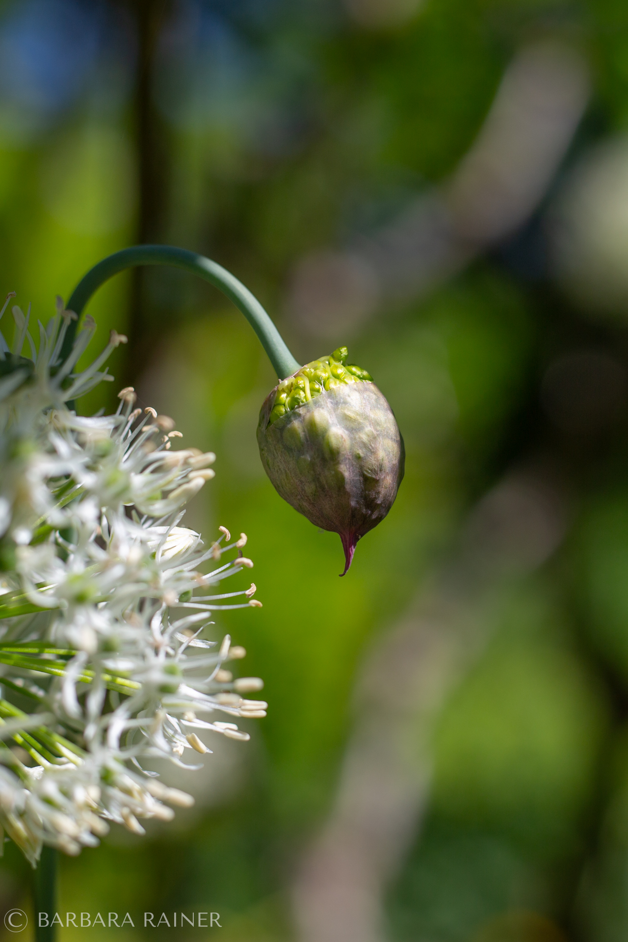 Alliumknospe neben weißer Blüte vor tiefgrünem Hintergrund