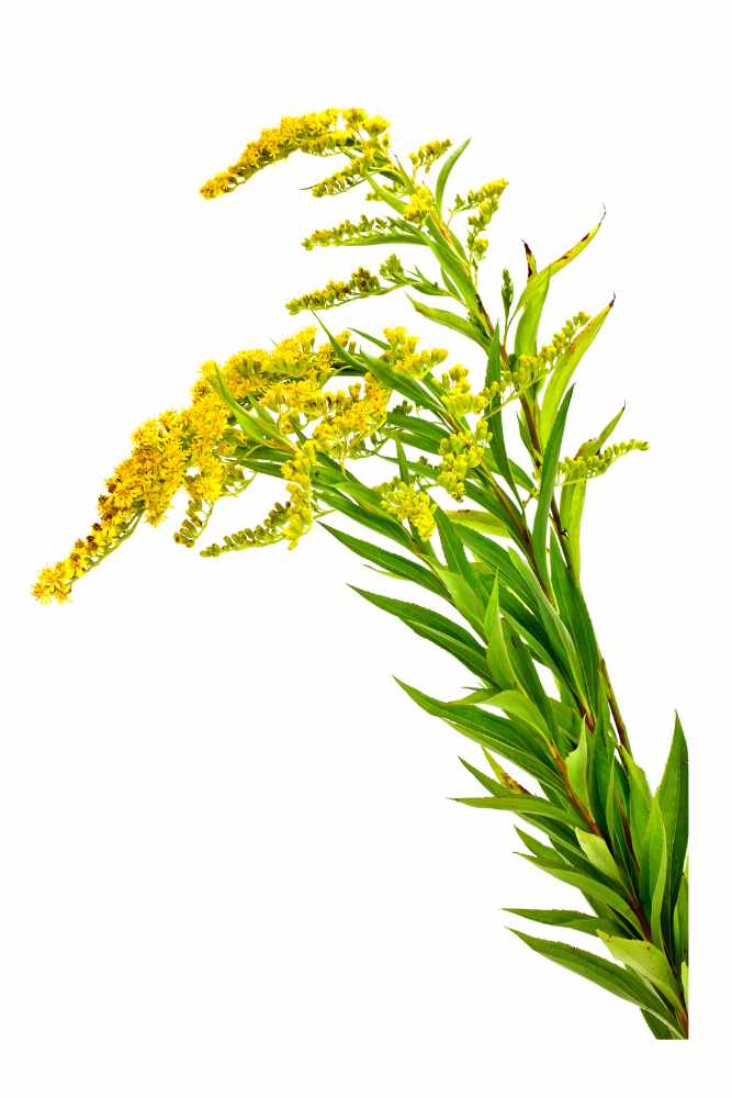 Kanadische Goldrute (Solidago canadensis)