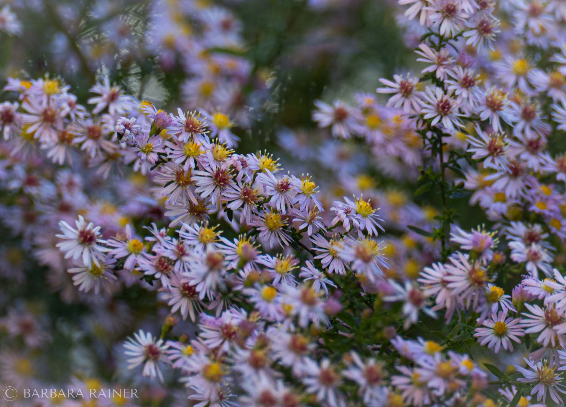 Üppige violette Herbstastern mit gelben Blütenmitten
