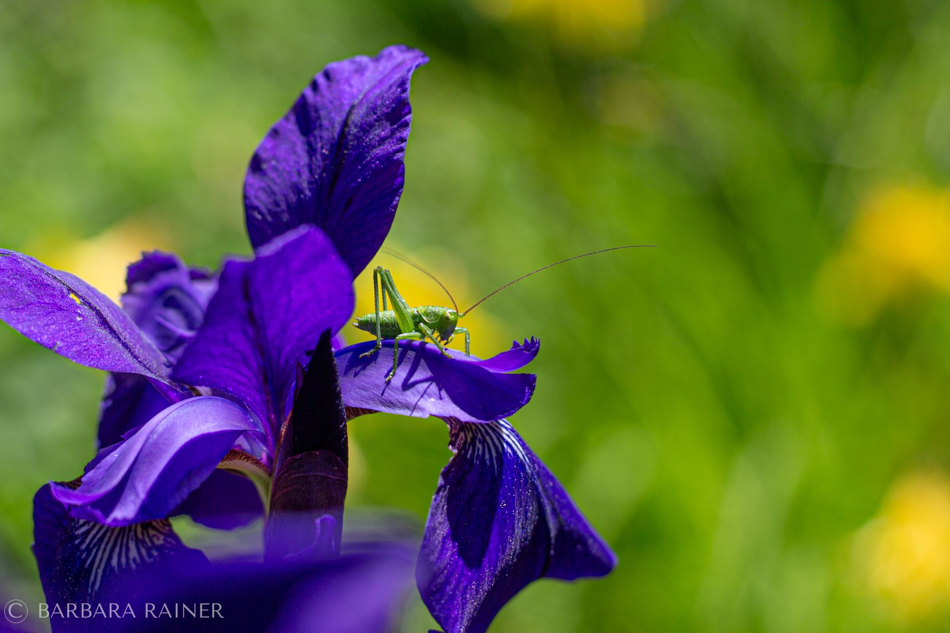 Grüne Heuschrecke auf violetter Irisblüte
