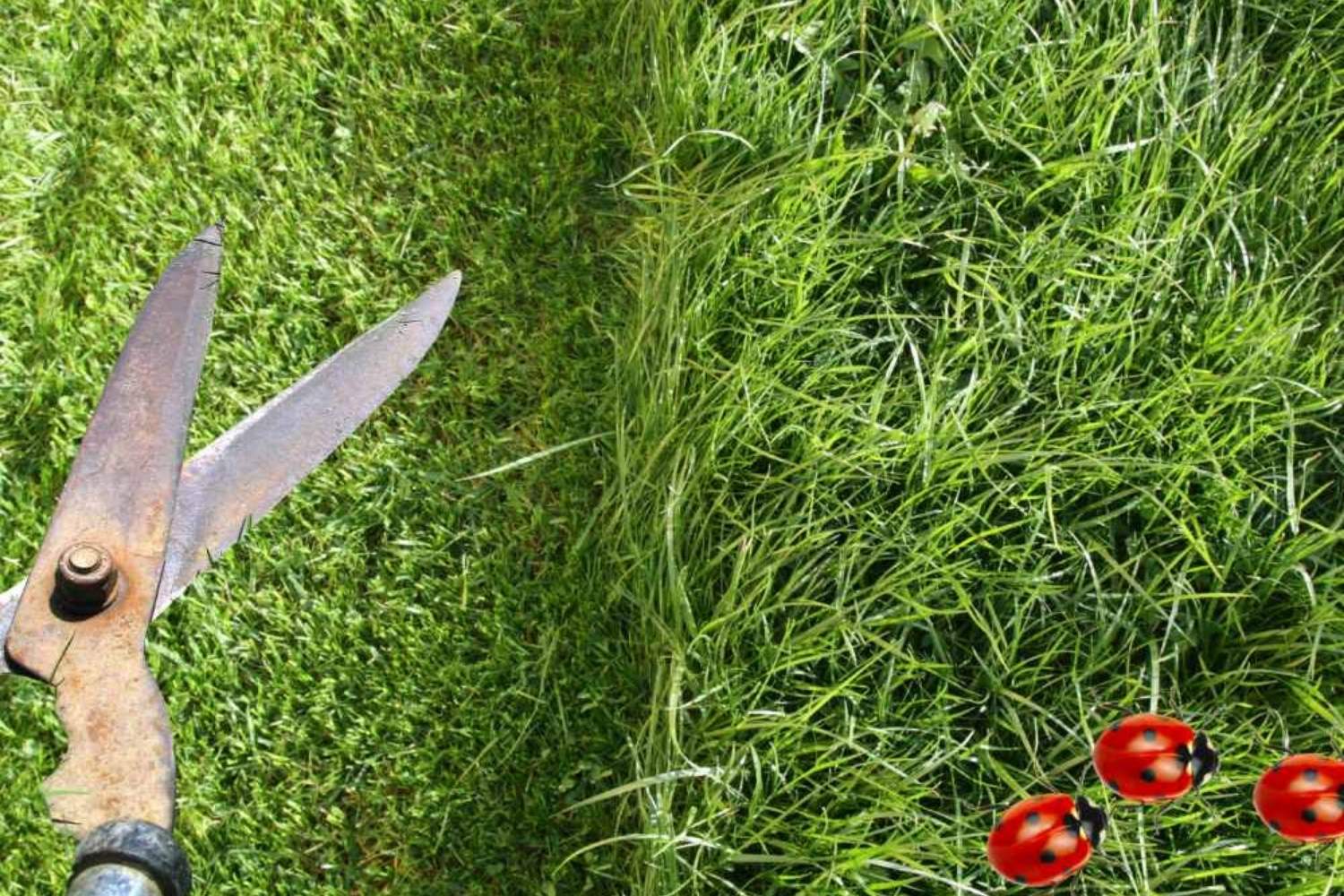 Rasenschere neben hohem und kurzem Gras, daneben Marienkäfer