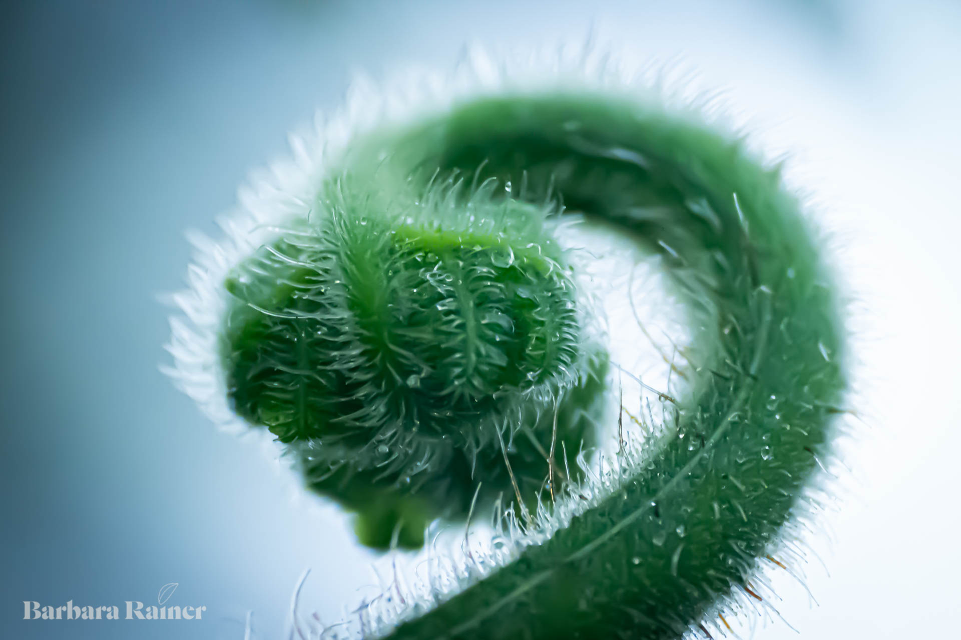 Formen in der Natur folgen eigenen Gesetzen von Ordnung und Wachstum. Fotografie: Barbara Rainer.