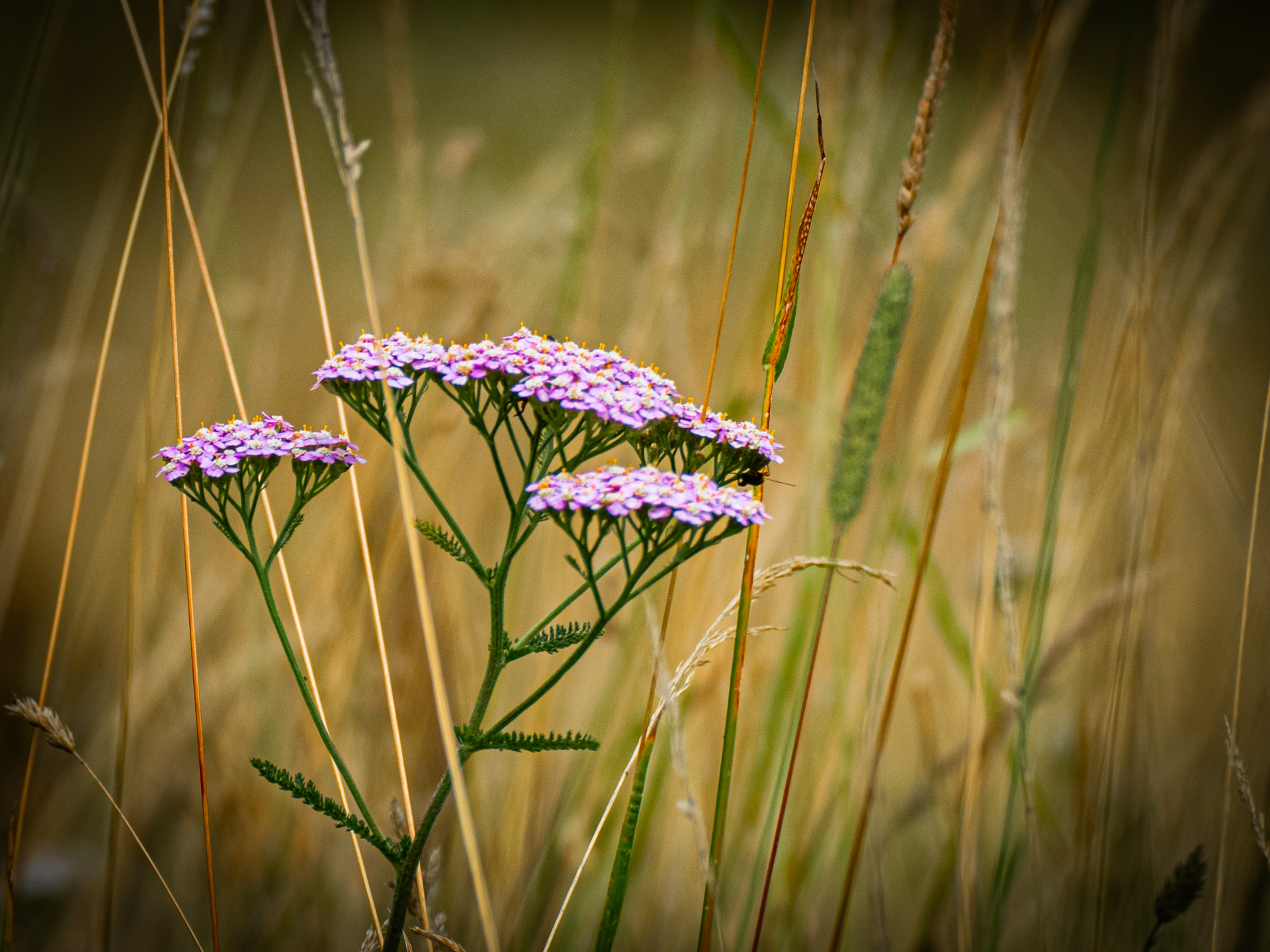 Rosa blühende Wiesen-Schafgarbe (Achillea millefolium) zwischen Gräsern