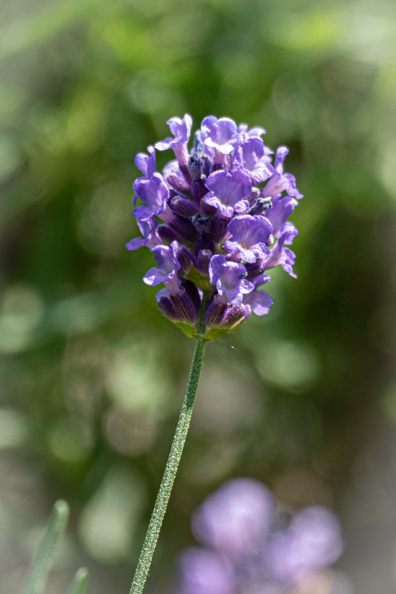 Garten-Lavendel (Lavandula angustifolia)