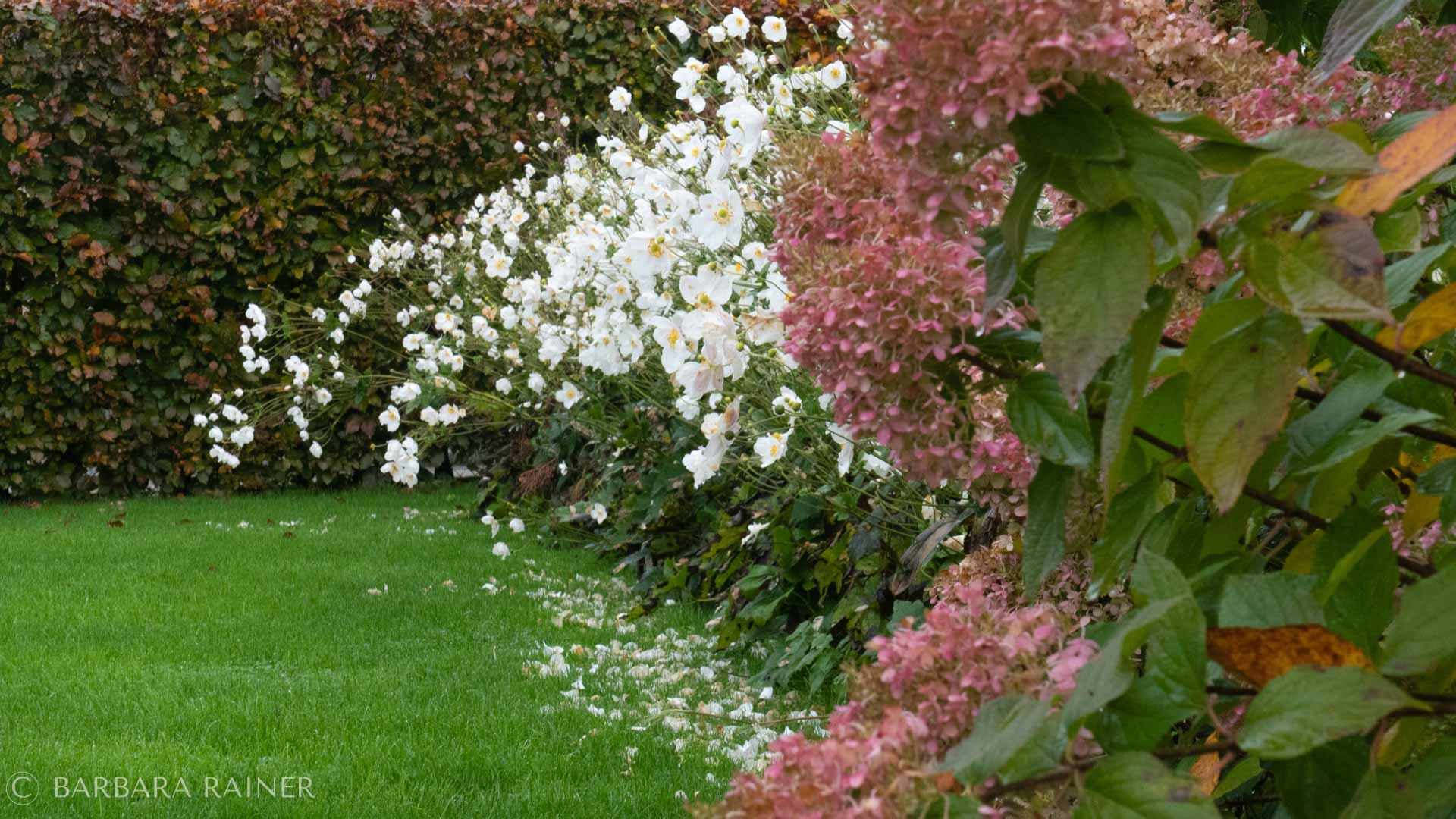 Gartenfotos