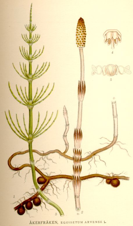 Botanische Illustration Ackerschachtelhalm (Equisetum arvense)