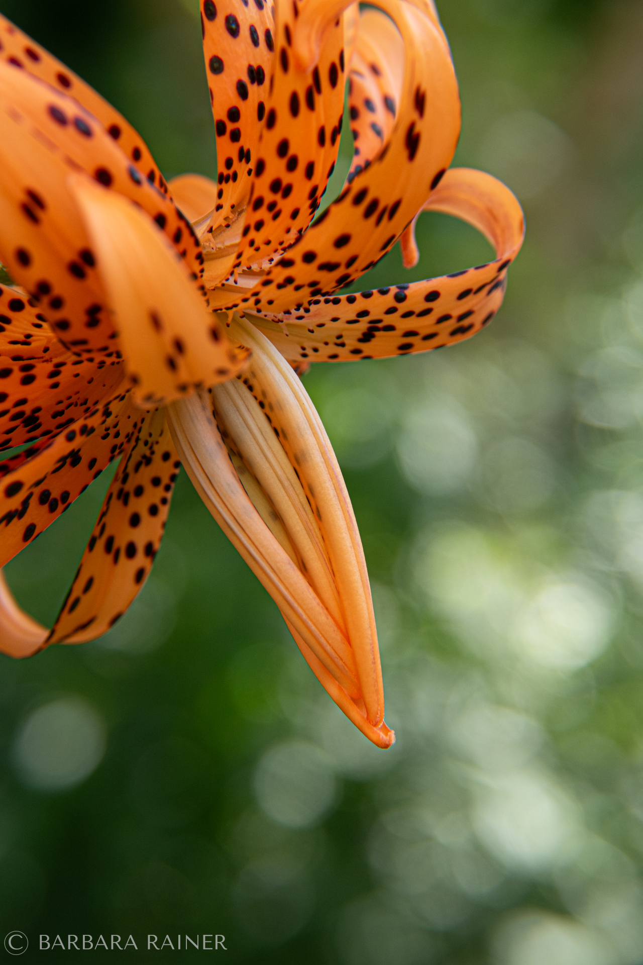Orange Tigerlilie mit dunklen Punkten vor grünem Bokeh