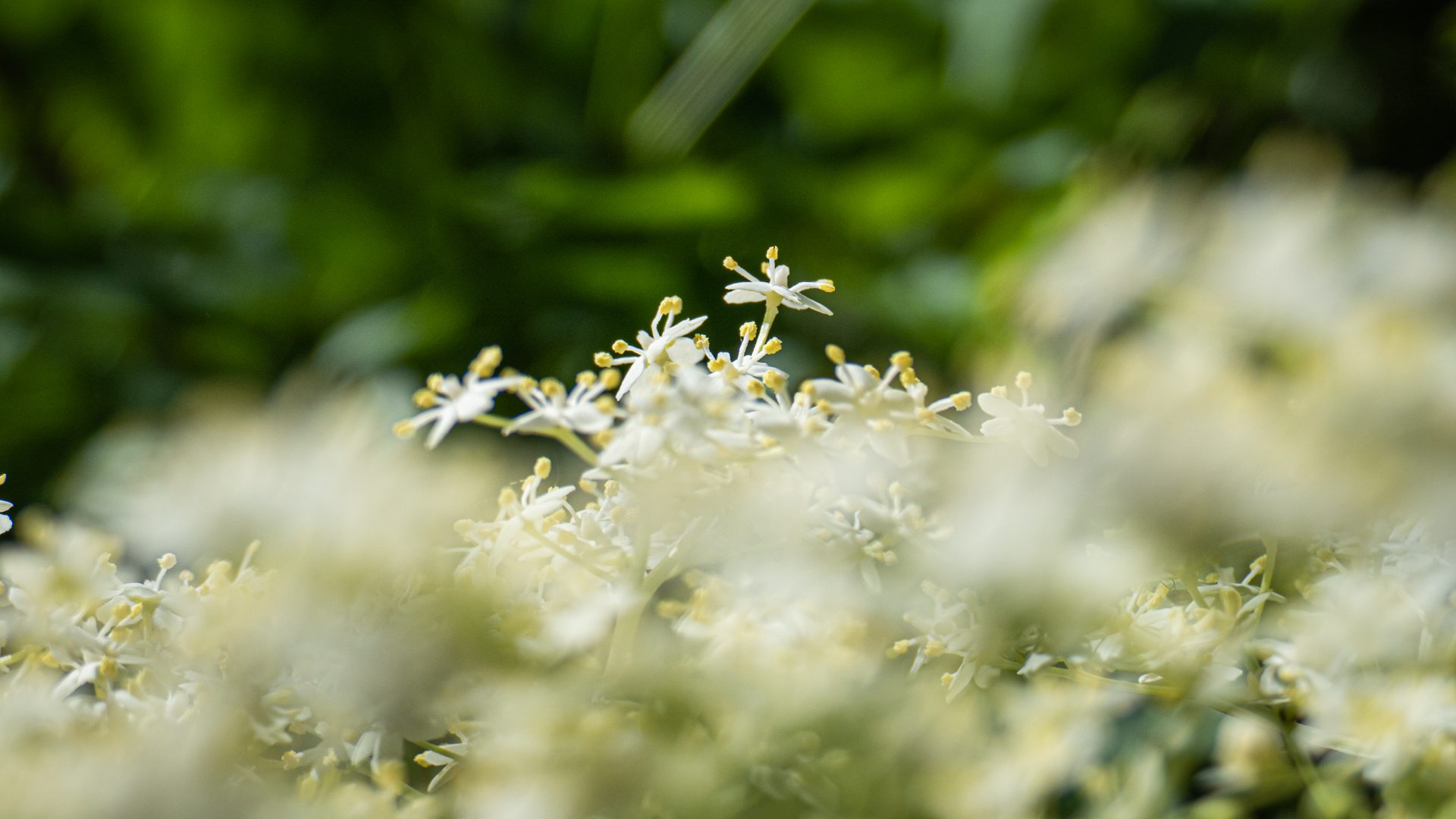 Schwarzer Holunder (Sambucus nigra)