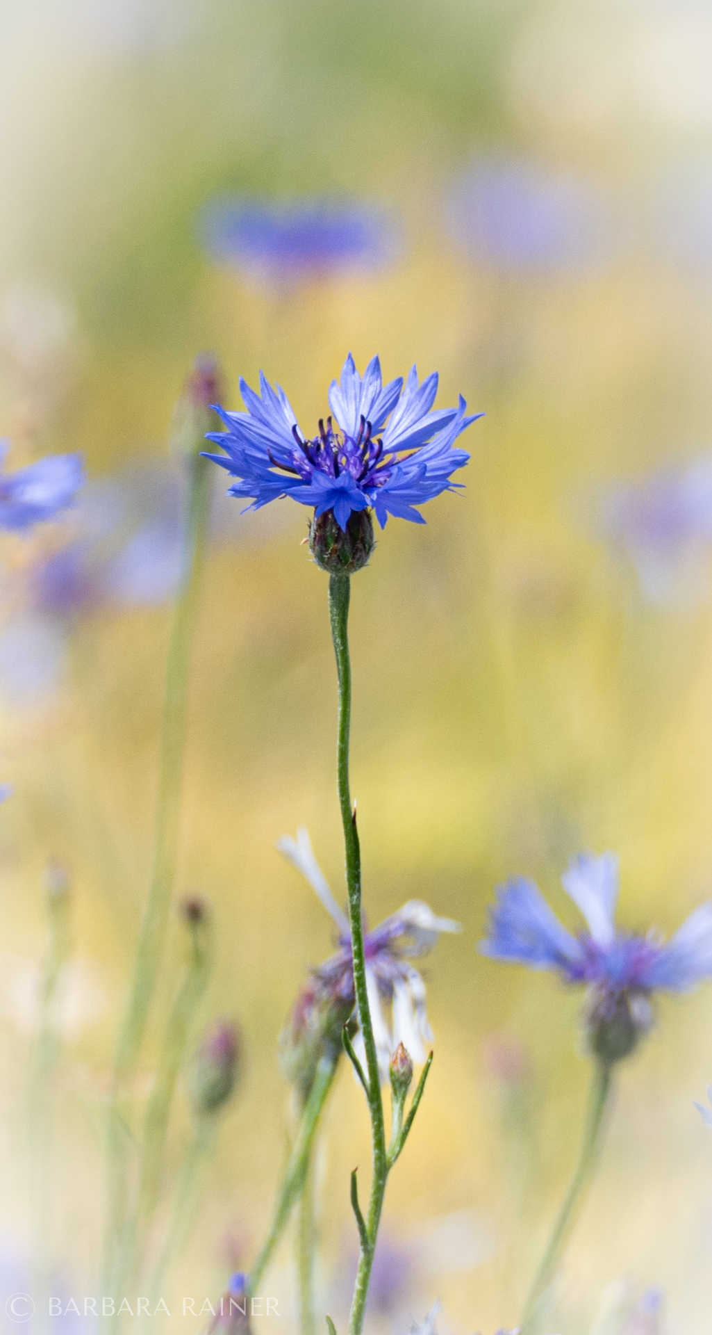 Einzelne Kornblume vor goldenem, unscharfem Sommerhintergrund