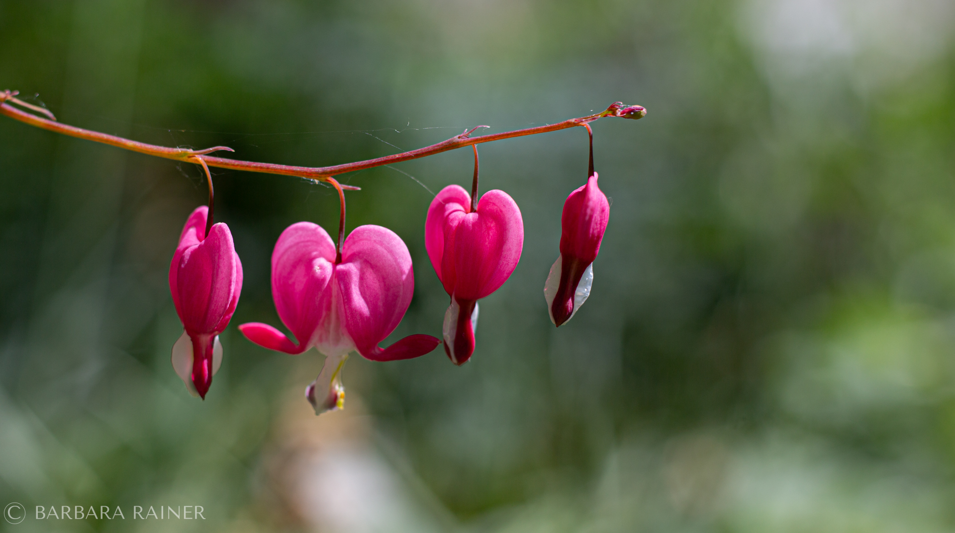 Blüten des Tränenden Herzens an feinem roten Bogen