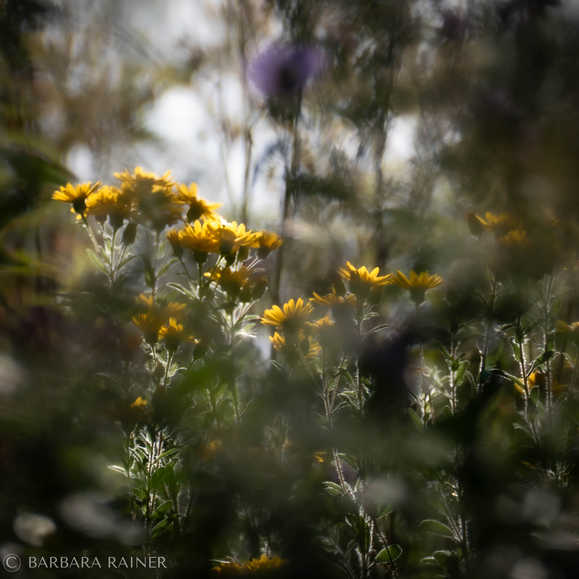 Gelbe Blüten zwischen Gräsern im weichen Herbstlicht