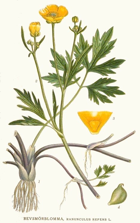 Botanische Illustration Kriechender Hahnenfuß (Ranunculus repens)