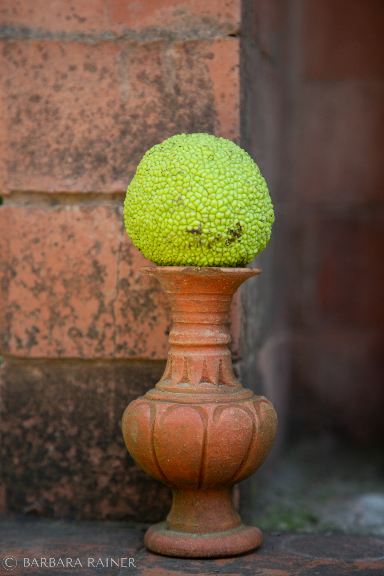 Grüne Frucht auf altem Terracotta-Sockel vor Ziegelmauer