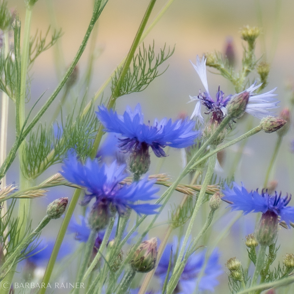 Kornblumen im durchscheinenden Schleier aus Gräsern und Wiesenkräutern