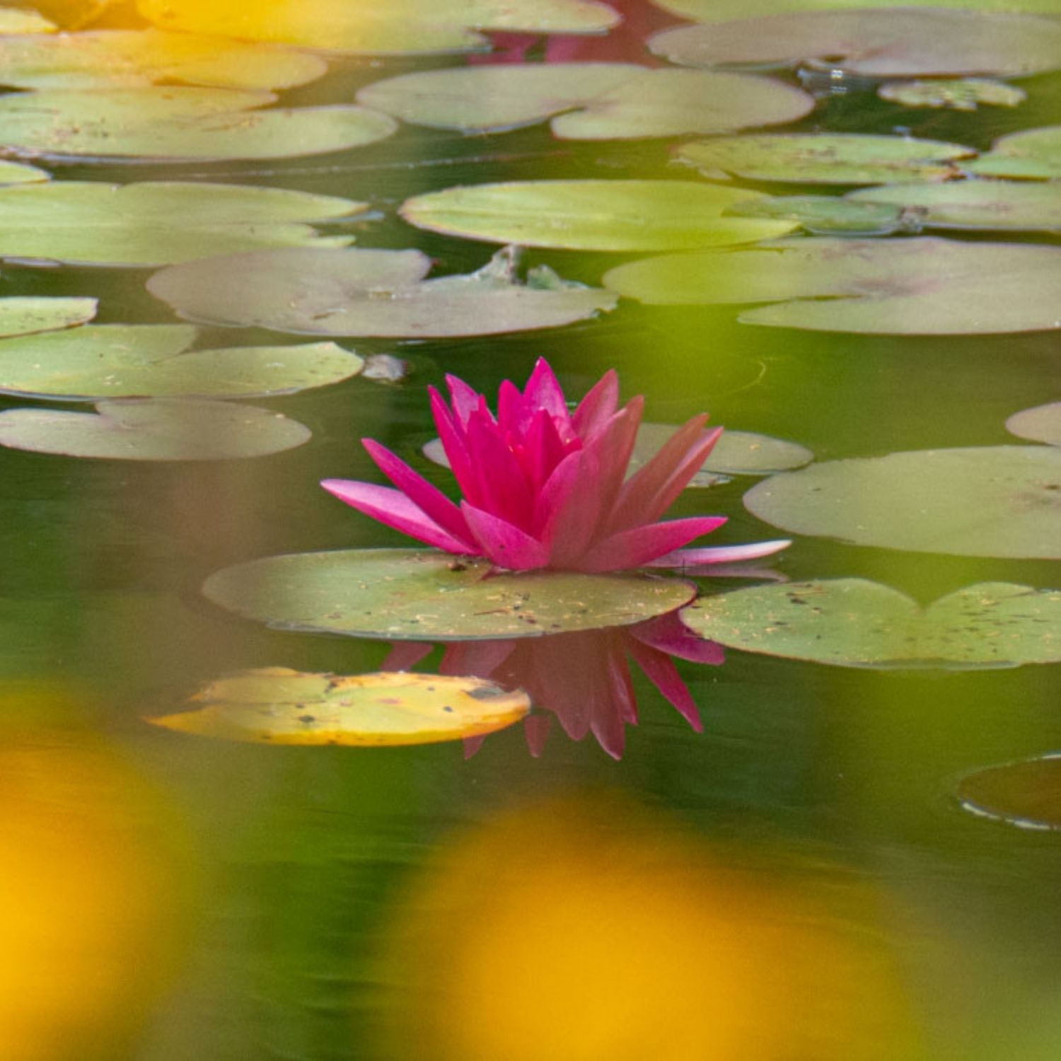 Pinke Seerosenblüte auf ruhigem Teich zwischen Seerosenblättern